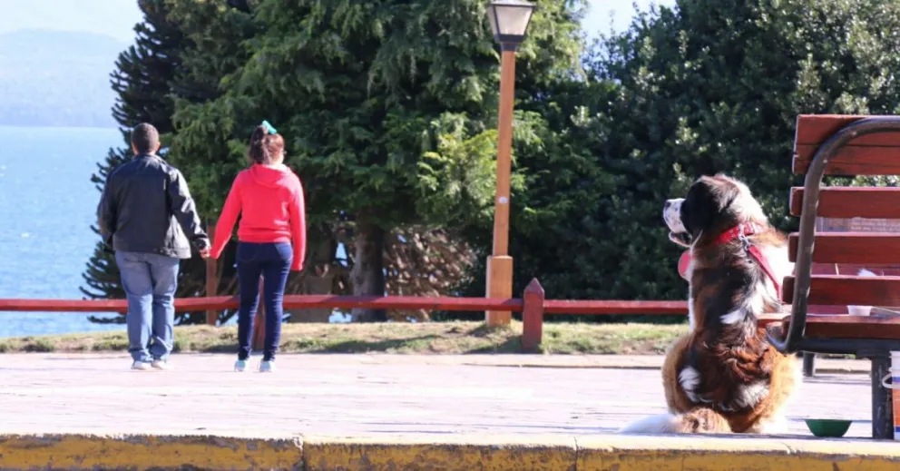 El proyecto para erradicar la actividad fotográfica con canes dio un paso más