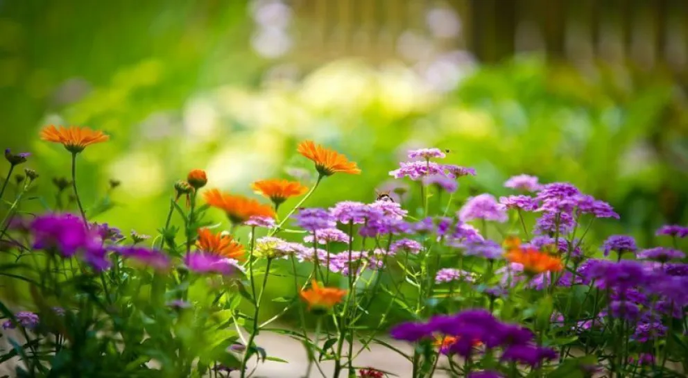 El Scum se llenará de flores con una Expo de primavera