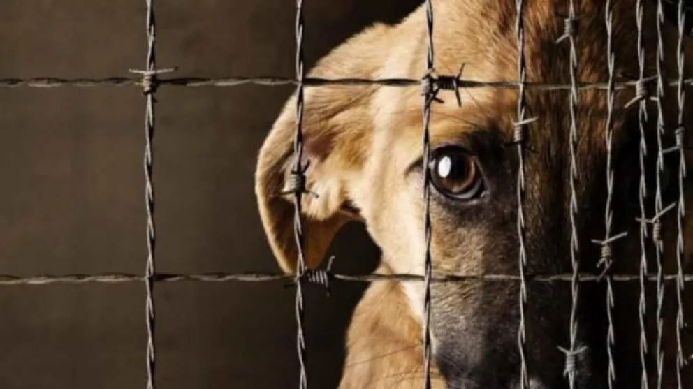 Crueldad animal: imputaron a un hombre por balear a dos perros