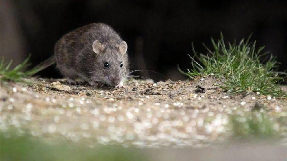 Cierran sectores del Parque Nacional por el incremento de roedores