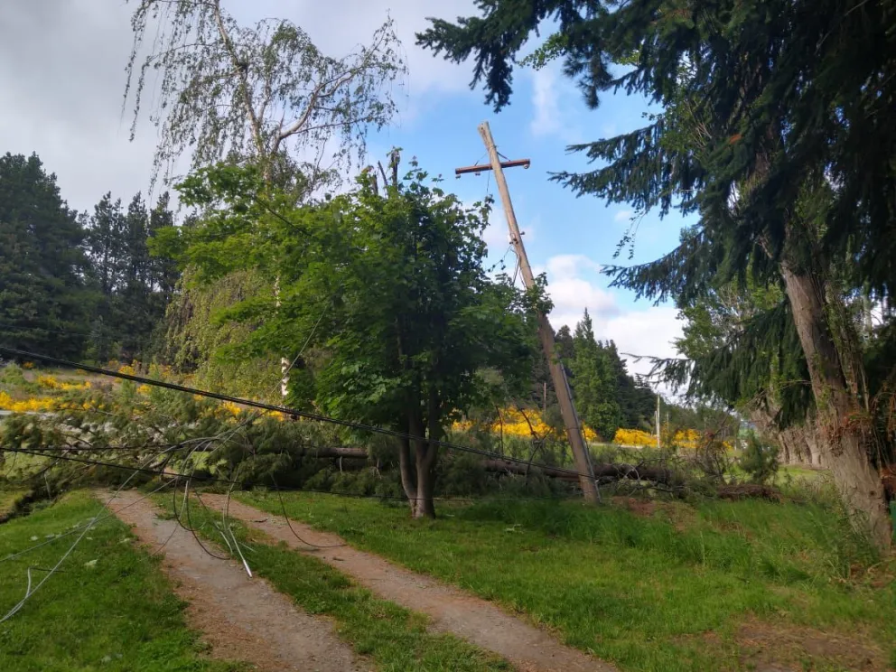 Por el intenso viento, un árbol cayó contra el tendido eléctrico