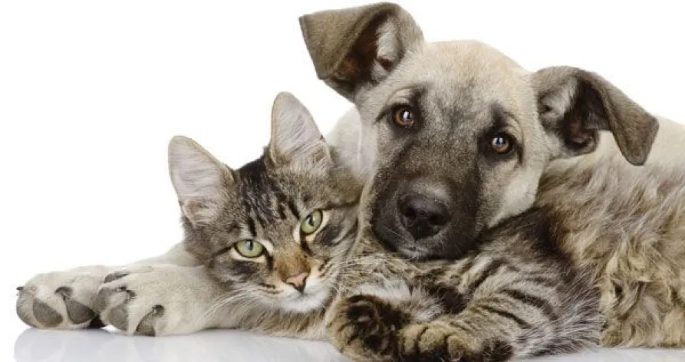 Campaña de esterilización gratuita en los barrios