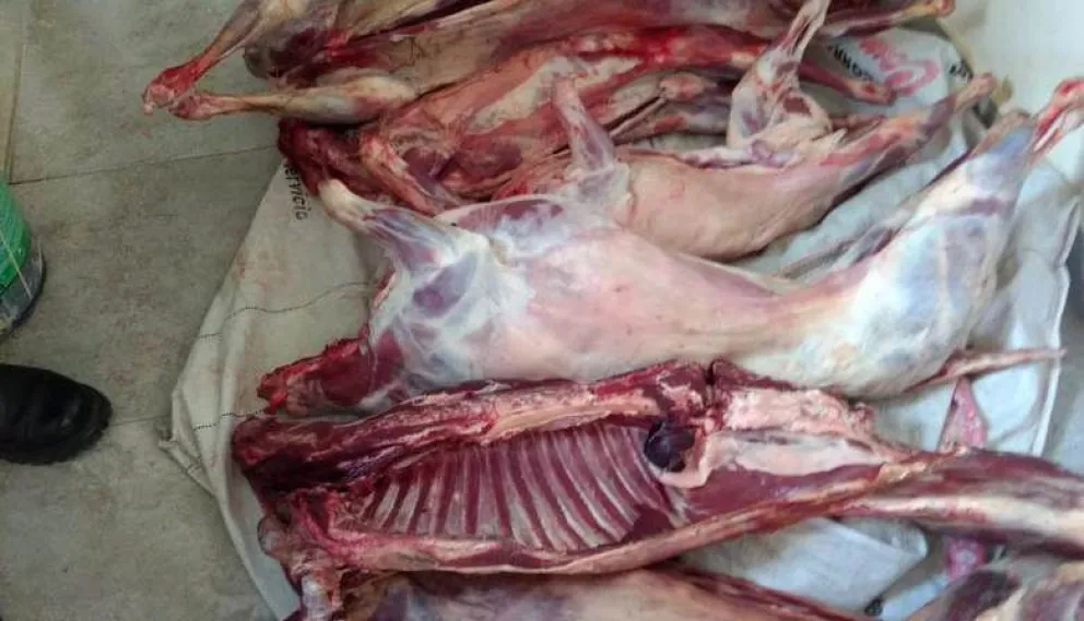 Secuestraron cuatro corderos y un chivo