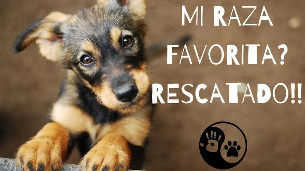 Se viene un bingo solidario por “Perritos Bariloche”