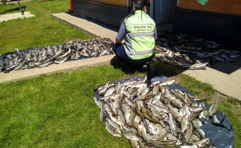 Secuestraron más de 500 truchas que habían sido pescadas ilegalmente
