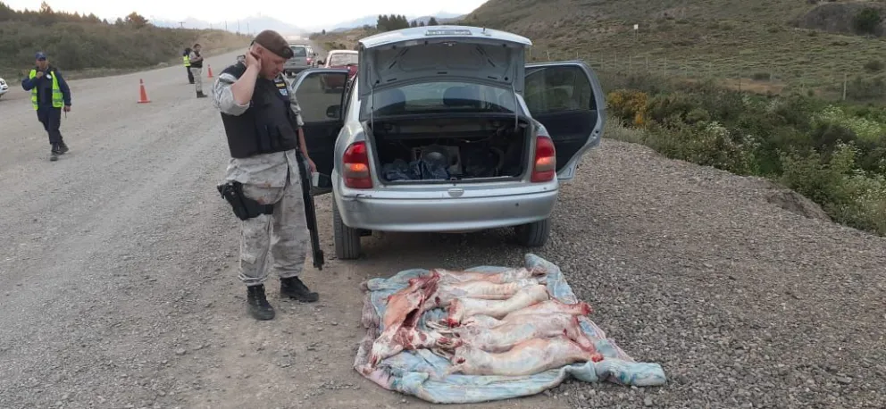 Secuestran más de 25 animales faenados clandestinamente