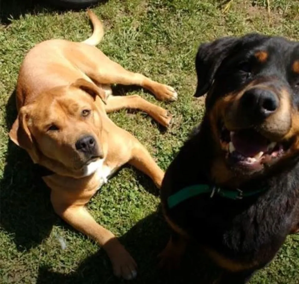 Adopciones, denuncias, patentamientos, esterilización: ¿Cuáles son las tareas que realiza Sanidad Animal?