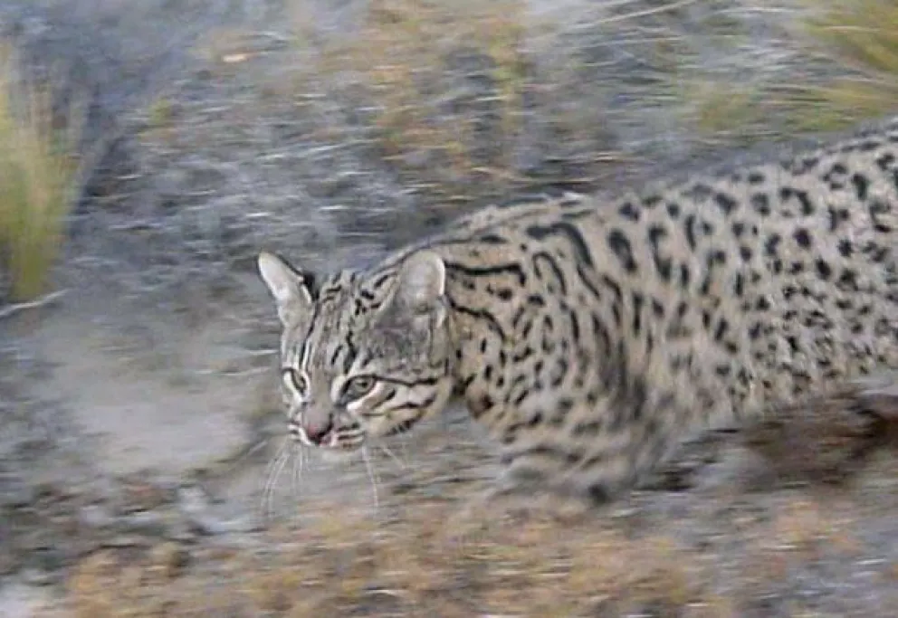 Atropellaron a un gato montés en la Ruta 40
