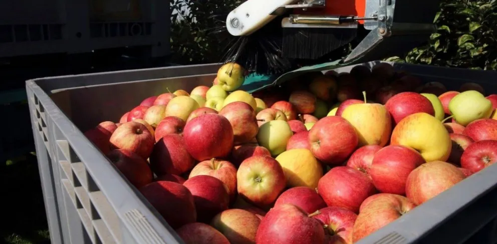 Las escuelas de Bariloche incorporarán más de 140 kilos de frutas frescas a sus comedores