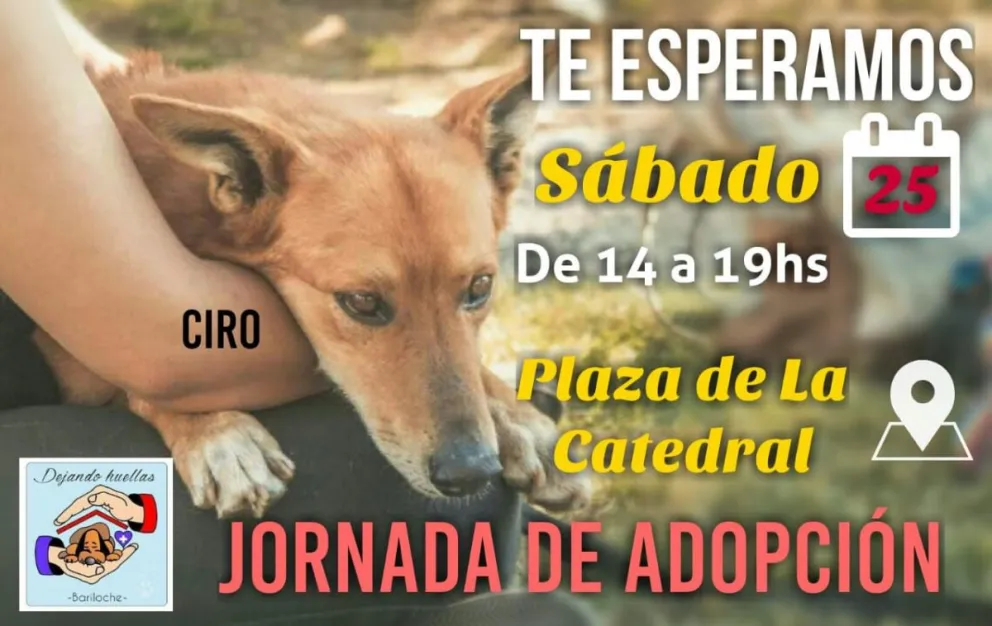 Jornada para adoptar a seis perros rescatados