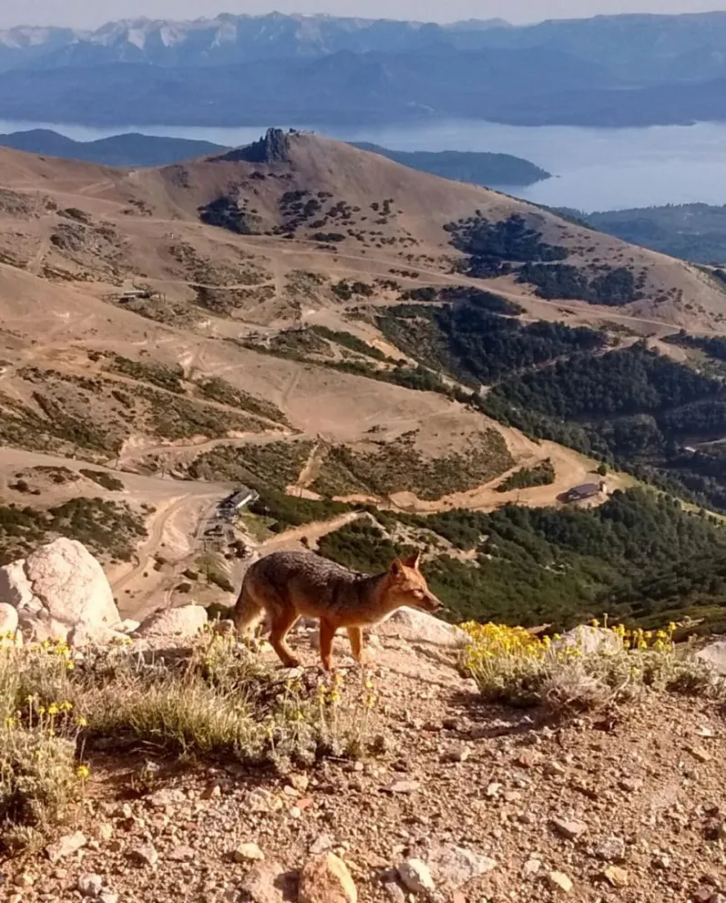Piden no alimentar ni acercarse a la fauna en las zonas protegidas