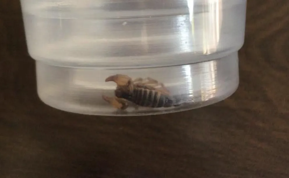 Este ejemplar apareció en la zona de Arelauquen.