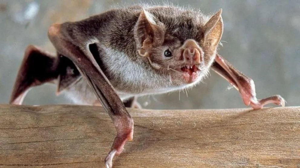 Apareció un murciélago con rabia en Villa Los Coihues