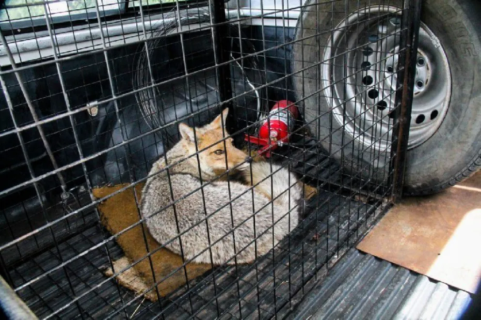 Un zorro suelto en el centro: el animal fue atrapado y será liberado en su ambiente natural