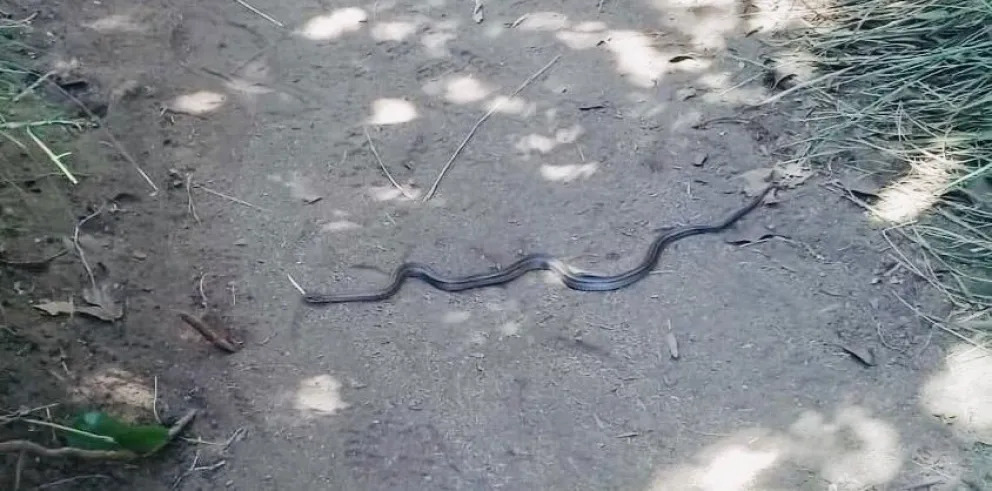 Notifoto: Una culebra sorprende en el cerro Llao Llao