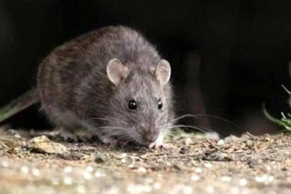 Hantavirus: qué precauciones debemos tener ante la llegada del otoño
