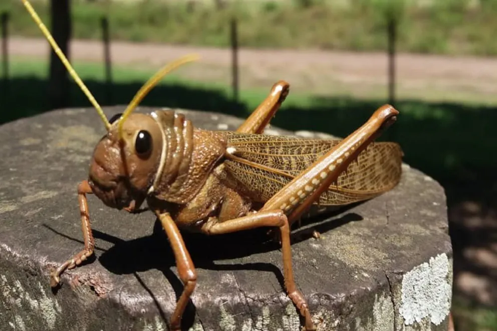 Alerta por el avance de una plaga de insectos en la Patagonia