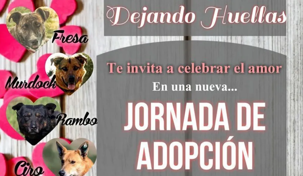 “Animate a enamorarte”: Dejando Huellas realizará una Realizarán una jornada de adopción de perros