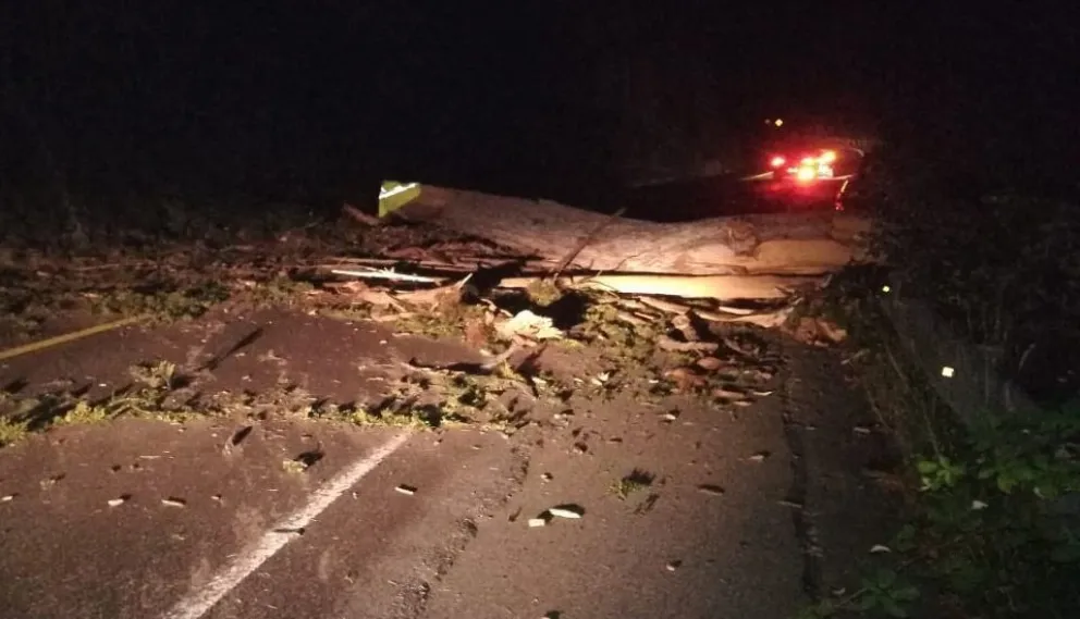 Cayó un árbol en la ruta al paso Cardenal Samoré y casi causa una tragedia