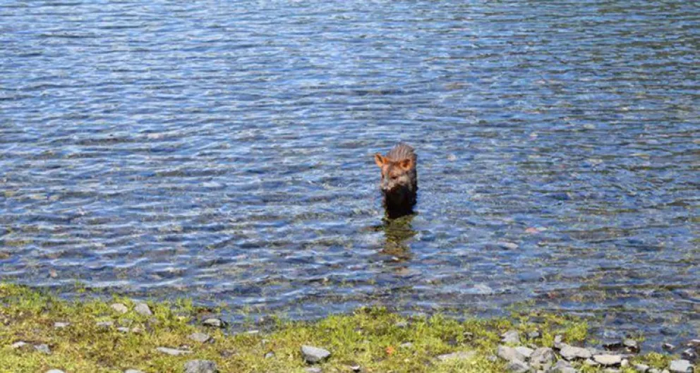 Una familia encontró un pudú en el Lago Lácar