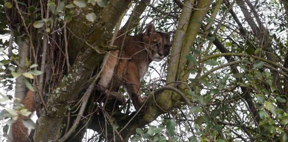 Qué hacer en caso de encontrarse con un puma