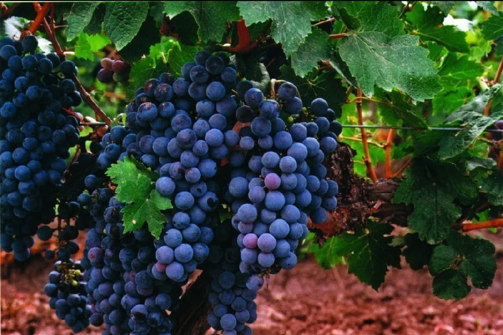 Río Negro, primera provincia del país en elaborar vinos de la cordillera al mar