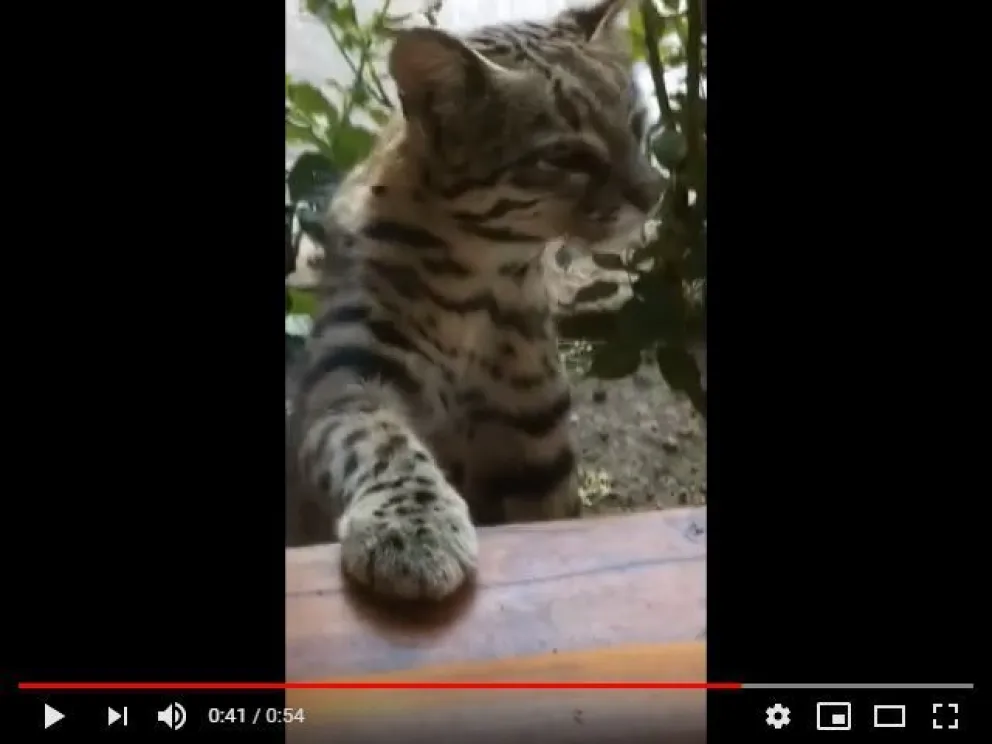 Video: un gato montés apareció en el patio de una casa