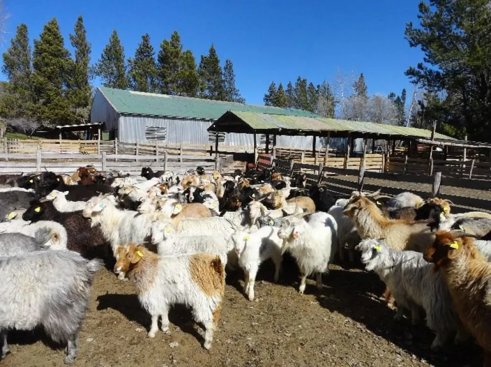 Donan 1400 kg de carne a 25 comedores comunitarios