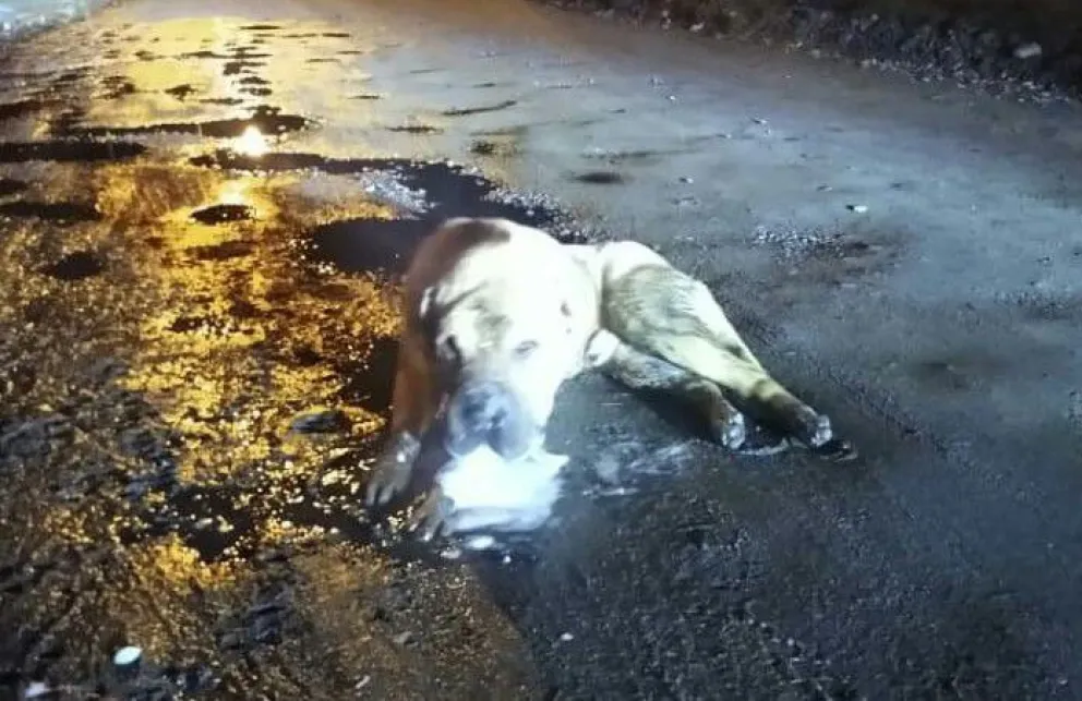 Preocupación por el envenenamiento masivo de animales
