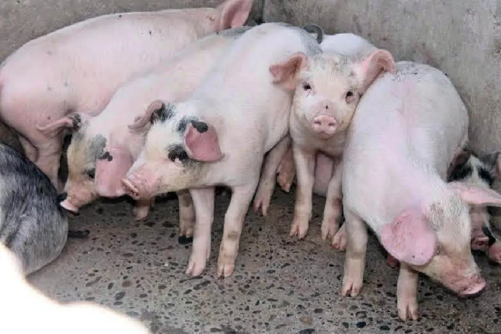 Río Negro se suma a la "Semana del Consumo de Carne Porcina"