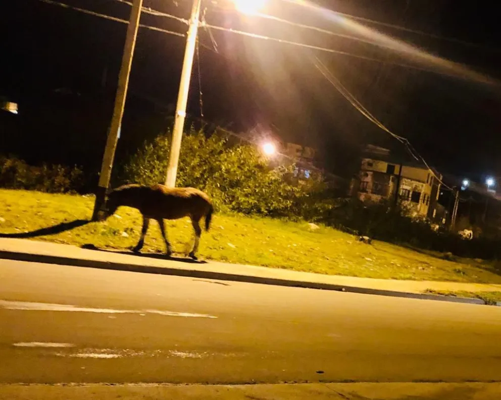 [NOTIFOTO] Denuncian la presencia de un caballo suelto en la vía pública