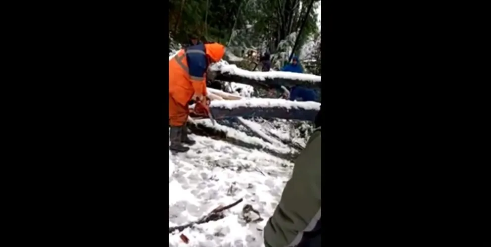 Cayó un árbol en península San Pedro y cortó al cableado eléctrico