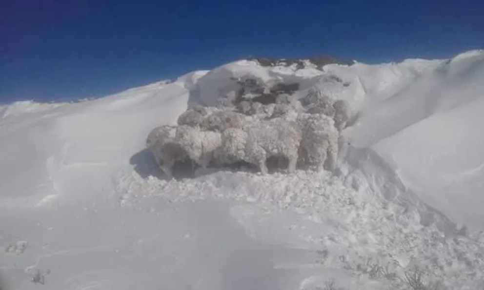 Se habrían perdido cerca de 150 mil cabezas de ganado durante la última nevada