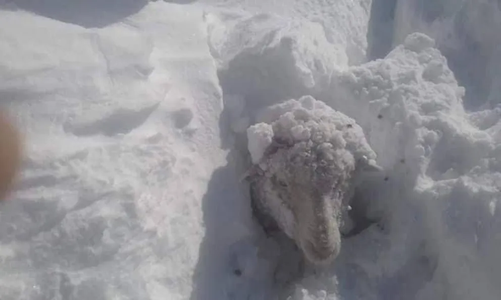 Red Solidaria necesita vehículos de nieve para llegar a los parajes más alejados