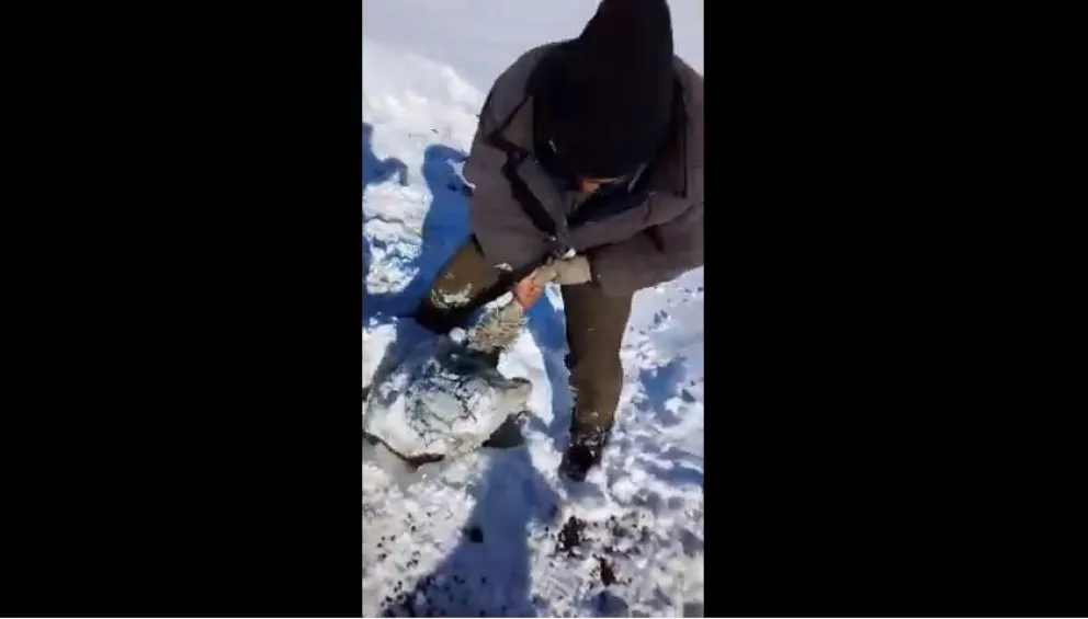 Video: Así rescatan a los animales tapados por la nieve en la Línea Sur