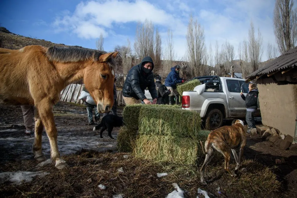 En este viaje se repartieron 60 fardos de pasto, 16 módulos alimentarios y 8 pellets. 