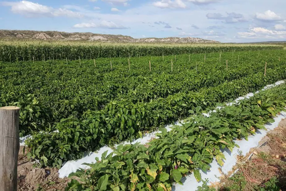 Lanzan nueva línea de financiamiento para productores