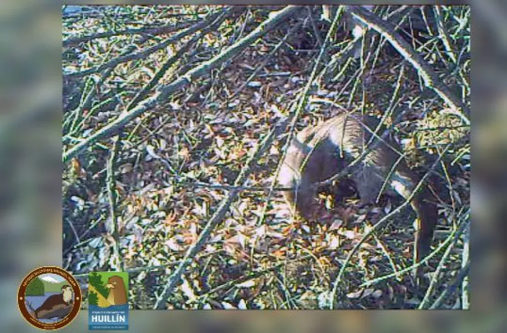 Video: un huillín en el río Limay