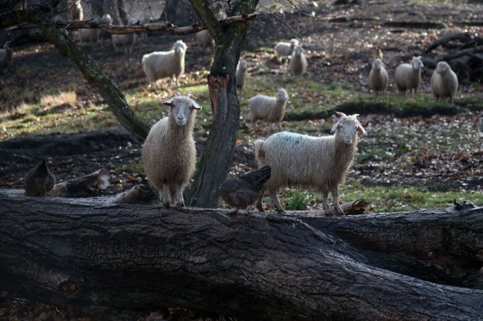 Por la pandemia, eximirán del pago de pastaje a pobladores rurales