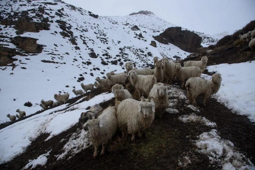 El plan para repoblar de animales a las zonas afectadas por las nevadas