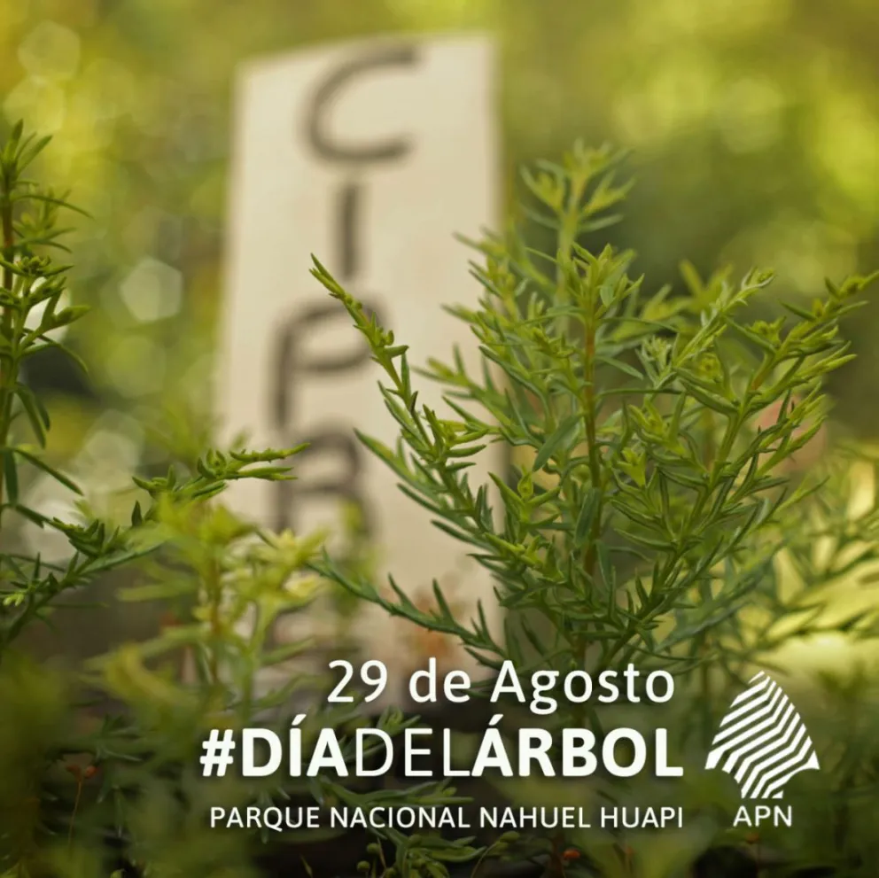 Hoy celebramos el Día del Árbol: ¿Cuáles son las especies nativas?