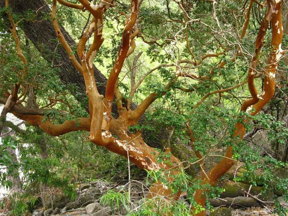 Invitan a intercambiar residuos plásticos por un árbol