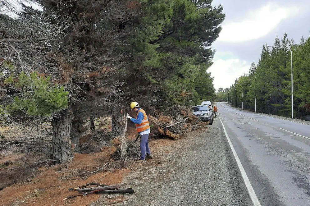 Tareas de poda y mejoramiento en la ruta al aeropuerto