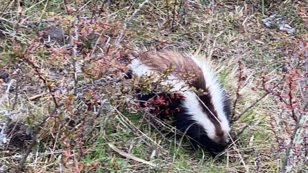 Videos: Un zorrino en el Parque Nacional Nahuel Huapi
