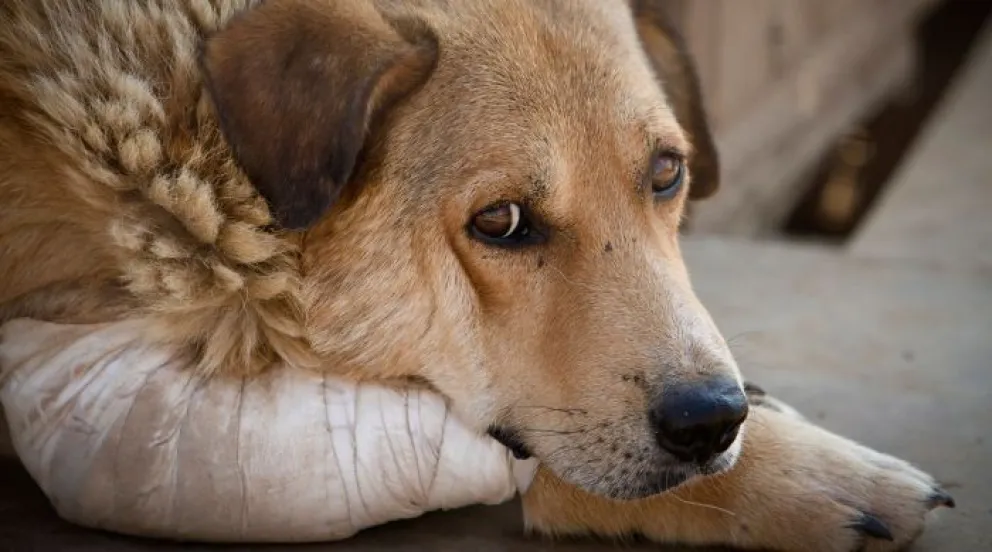 No se aplicarán beneficios procesales a quienes cometan actos de crueldad animal