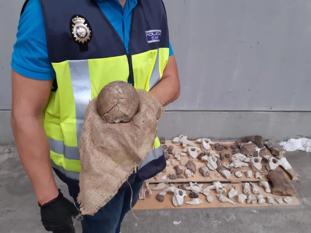 Se interceptó un contrabando de 4000 piezas paleontológicas de Río Negro
