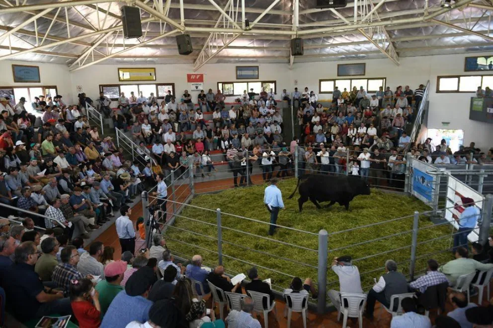 El remate ganadero más grande de la Patagonia se realizará de forma virtual