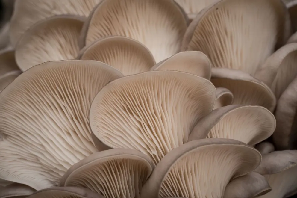 Lanzan un ciclo de charlas sobre producción de hongos comestibles