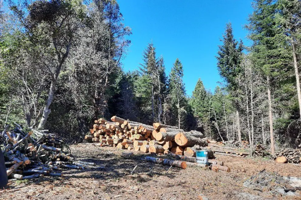 El Servicio Forestal Andino busca reemplazar el pino Oregón por especies autóctonas