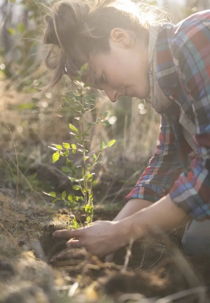 Plantarán 2500 árboles en una ladera afectada por los incendios de 1999